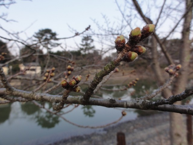 2014年3月16日撮影