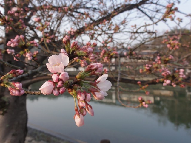 2014年3月28日撮影